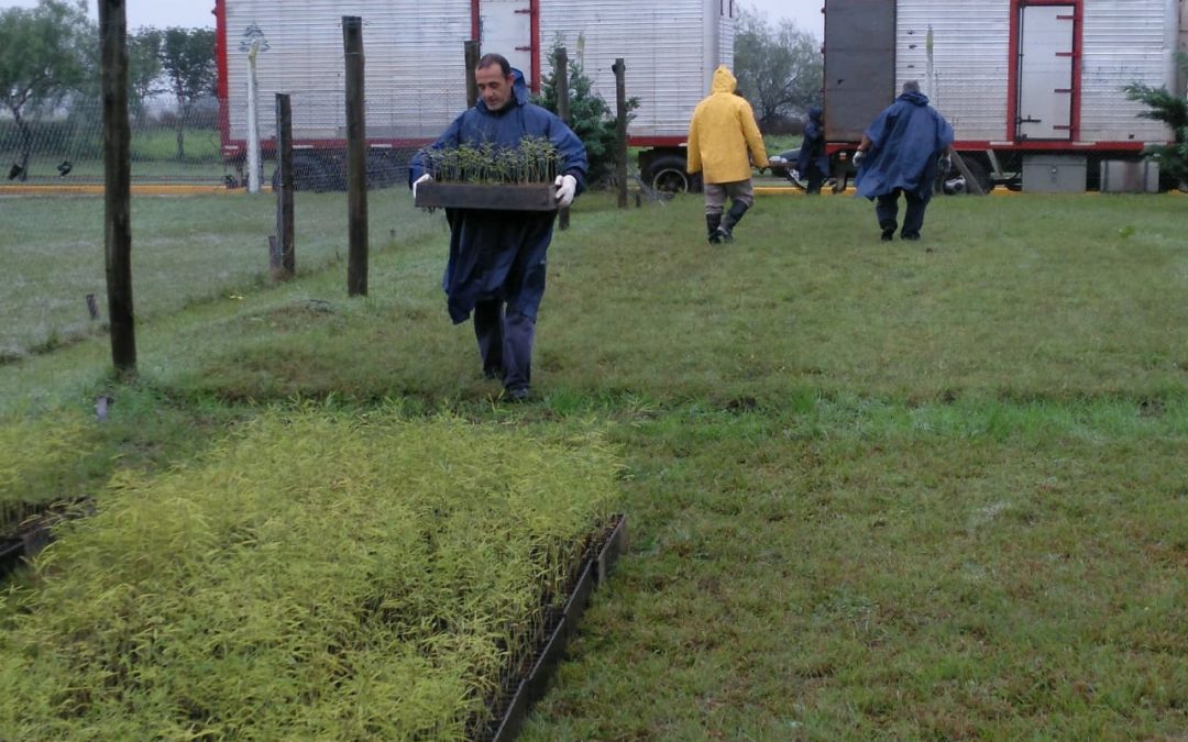 Vivero Forestal en el Campus: incorporaron 50 mil algarrobos