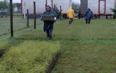 Vivero Forestal en el Campus: incorporaron 50 mil algarrobos