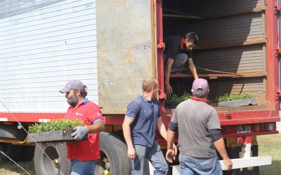 Llegaron 72 mil plantines al vivero del Campus