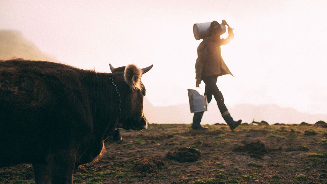 Utilizan la vitamina D para prevenir la mastitis bovina