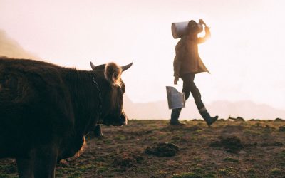 Utilizan la vitamina D para prevenir la mastitis bovina