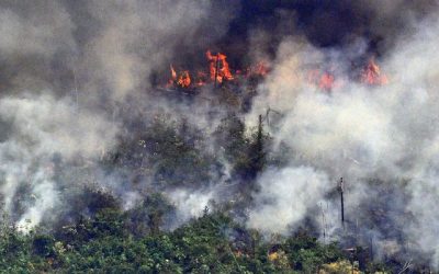 Incendio del Amazonas: la importancia de recuperar los bosques nativos