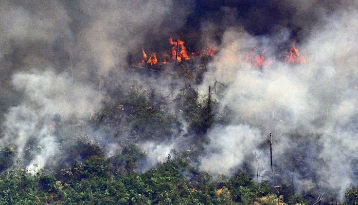 Incendio del Amazonas: la importancia de recuperar los bosques nativos