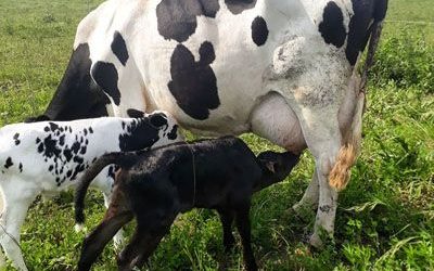 Investigación: mejora en preñez de vacas lecheras