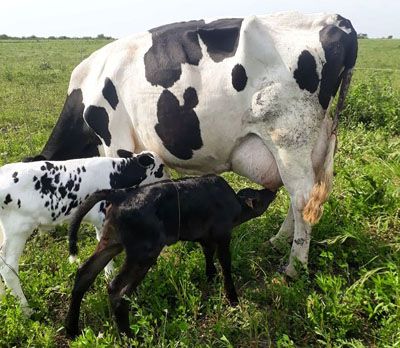 Investigación: mejora en preñez de vacas lecheras