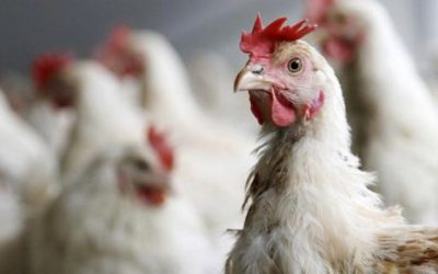 Gripe aviar: UNVM convocada por la Provincia