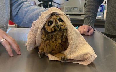 La UNVM tendrá el primer CAP de animales silvestres de la Provincia