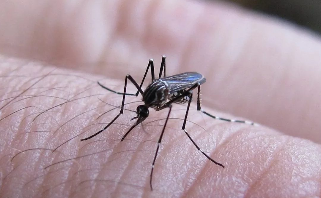 “Es necesario dimensionar el riesgo que supone el dengue”