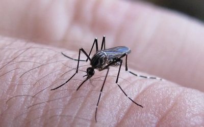 “Es necesario dimensionar el riesgo que supone el dengue”